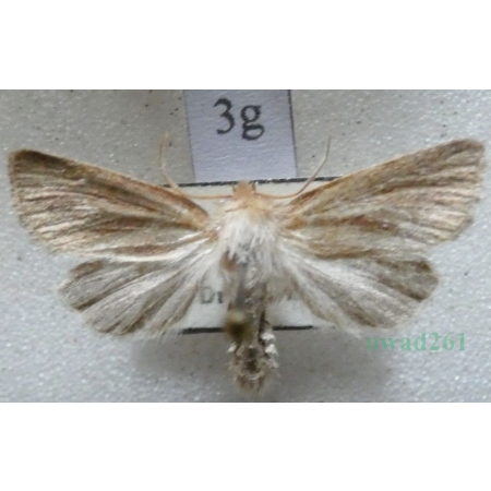 Denticucullus pygmina (Haworth, 1809) Czech3g